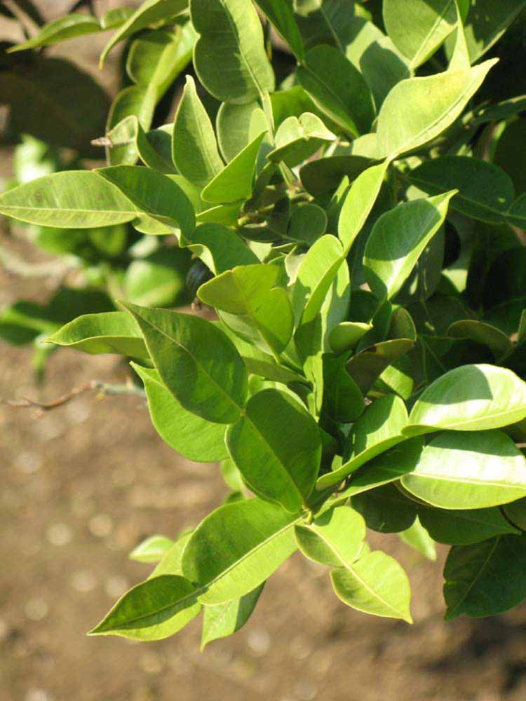              Sun leaves (Riverside, CA)       